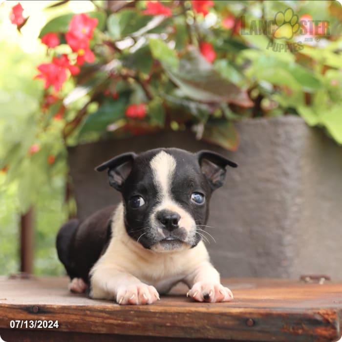 puppy, for, sale, Boston Terrier, John  Lapp, dog, breeder, Millerstown, PA, dog-breeder, puppy-for-sale, forsale, nearby, find, puppyfind, locator, puppylocator, aca