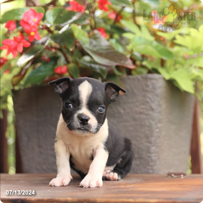 puppy, for, sale, Boston Terrier, John  Lapp, dog, breeder, Millerstown, PA, dog-breeder, puppy-for-sale, forsale, nearby, find, puppyfind, locator, puppylocator, aca