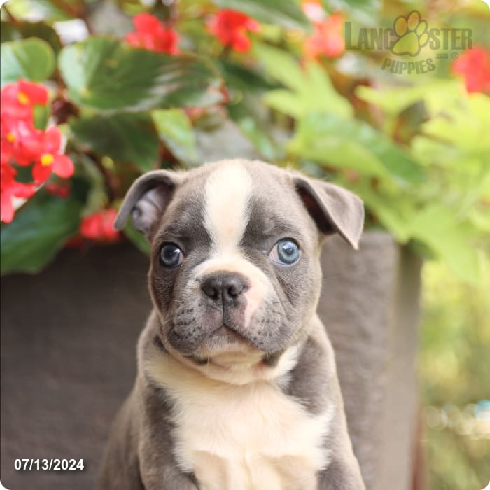 puppy, for, sale, Boston Terrier, John  Lapp, dog, breeder, Millerstown, PA, dog-breeder, puppy-for-sale, forsale, nearby, find, puppyfind, locator, puppylocator, aca