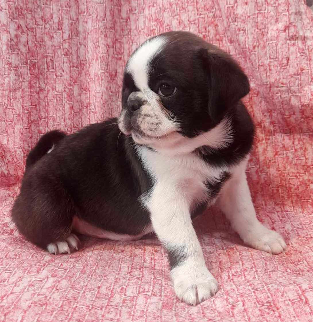 puppy, for, sale, Pug, Jenina  Fortner, dog, breeder, Abilene, KS, dog-breeder, puppy-for-sale, forsale, nearby, find, puppyfind, locator, puppylocator, aca