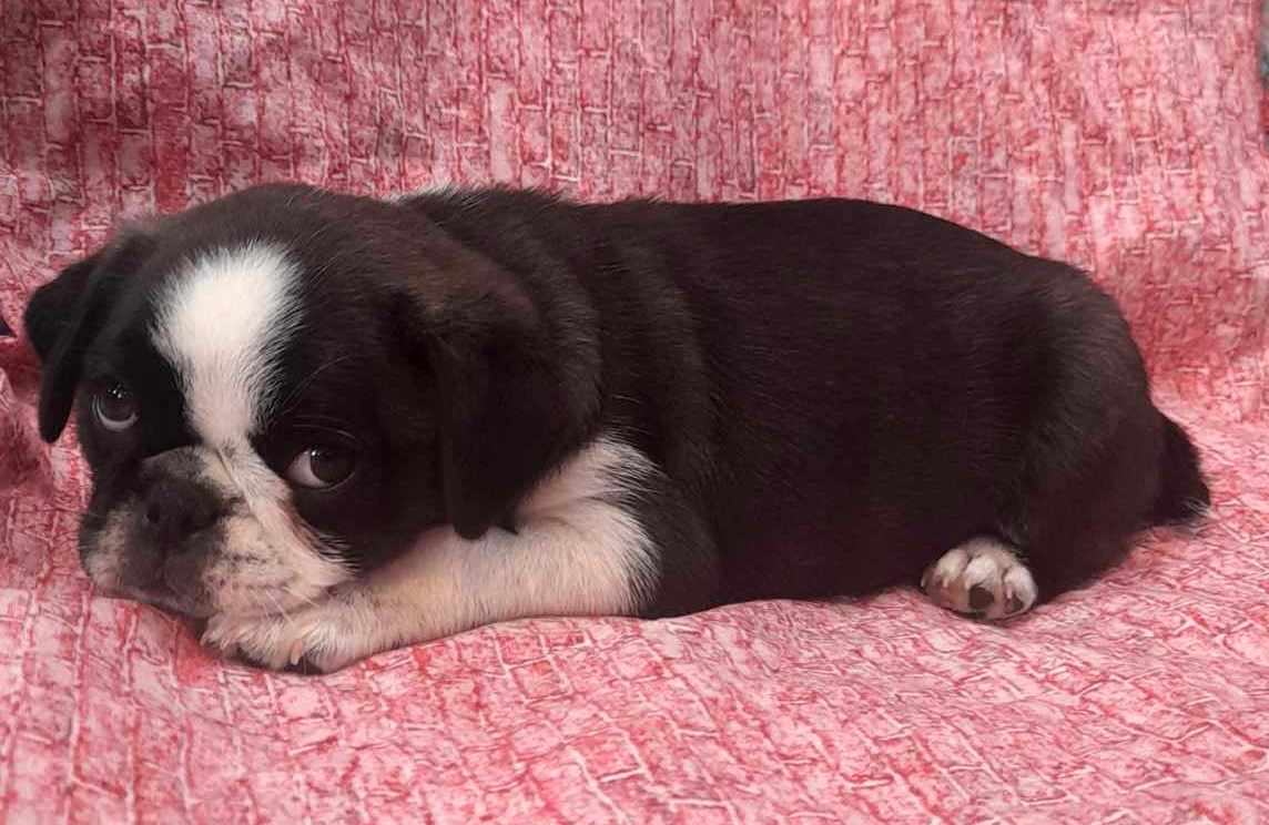 puppy, for, sale, Pug, Jenina  Fortner, dog, breeder, Abilene, KS, dog-breeder, puppy-for-sale, forsale, nearby, find, puppyfind, locator, puppylocator, aca