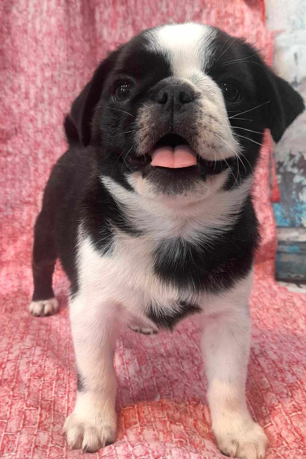 puppy, for, sale, Pug, Jenina  Fortner, dog, breeder, Abilene, KS, dog-breeder, puppy-for-sale, forsale, nearby, find, puppyfind, locator, puppylocator, aca