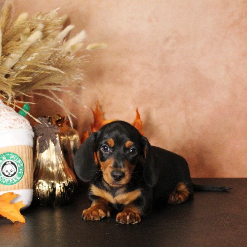 puppy, for, sale, Dachshund, Melvin  King, dog, breeder, Honey Brook, PA, dog-breeder, puppy-for-sale, forsale, nearby, find, puppyfind, locator, puppylocator, aca