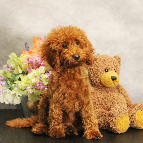 puppy, for, sale, Toy Poodle, Melvin  Fisher, dog, breeder, Coatesville, PA, dog-breeder, puppy-for-sale, forsale, nearby, find, puppyfind, locator, puppylocator, aca