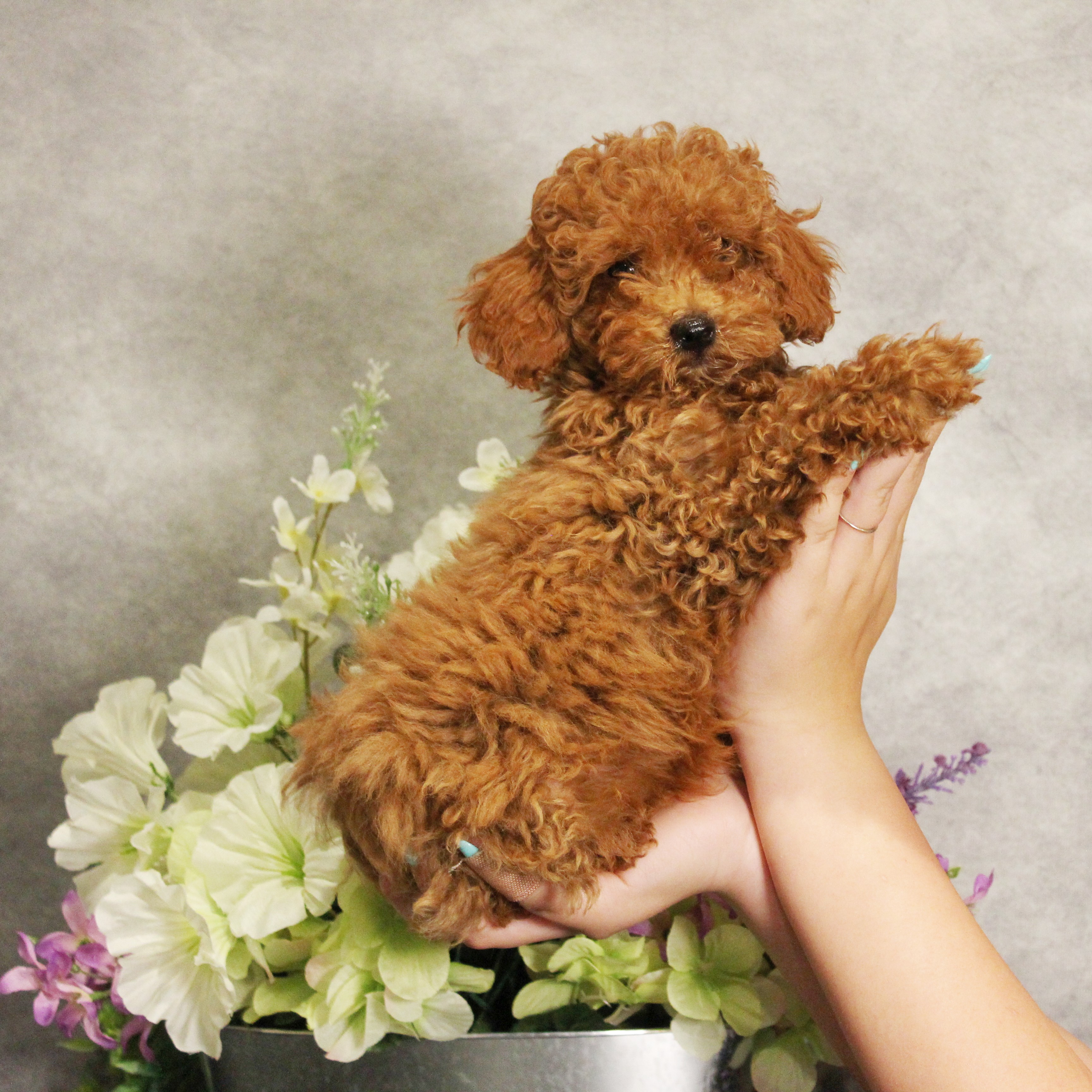 puppy, for, sale, Toy Poodle, Melvin  Fisher, dog, breeder, Coatesville, PA, dog-breeder, puppy-for-sale, forsale, nearby, find, puppyfind, locator, puppylocator, aca