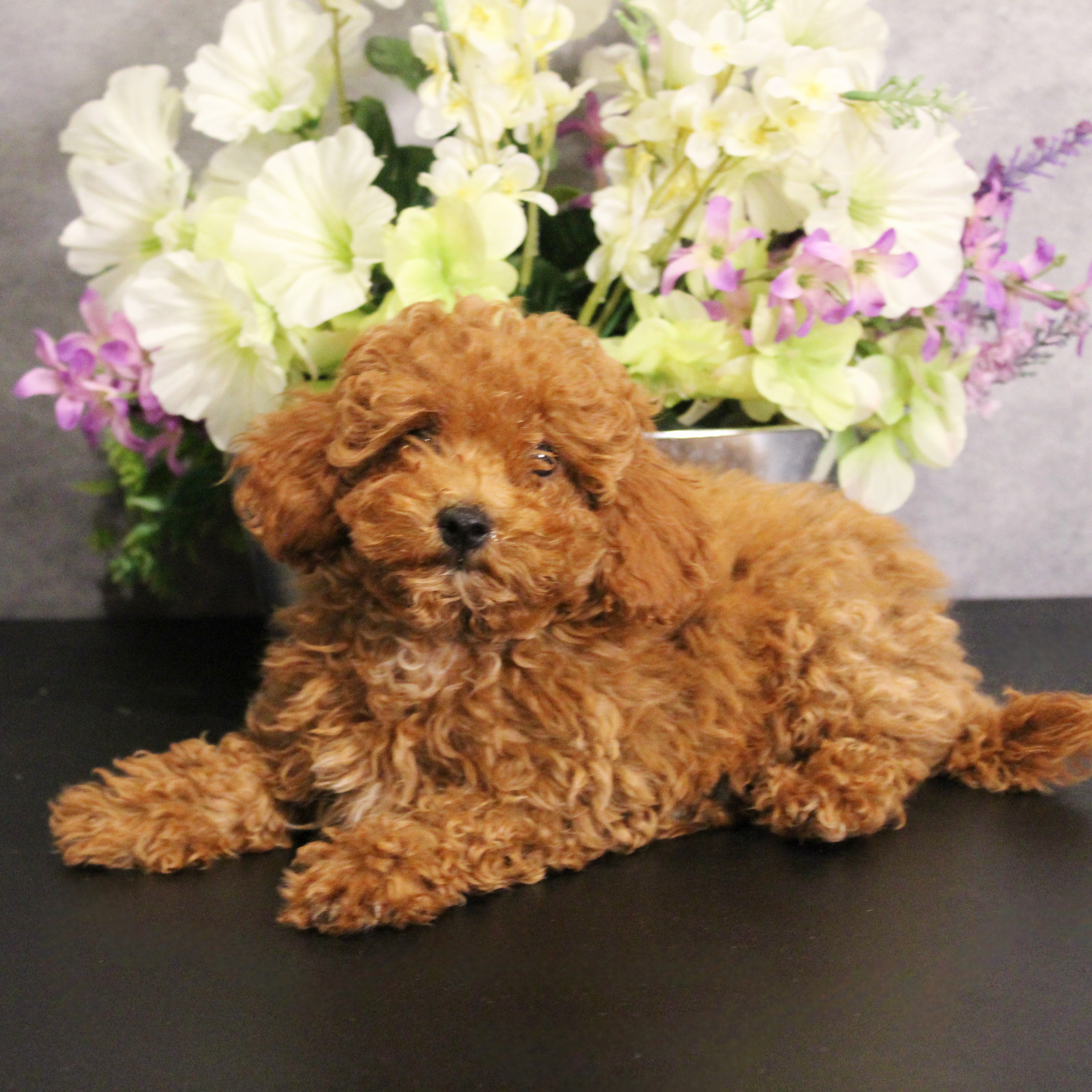 puppy, for, sale, Toy Poodle, Melvin  Fisher, dog, breeder, Coatesville, PA, dog-breeder, puppy-for-sale, forsale, nearby, find, puppyfind, locator, puppylocator, aca