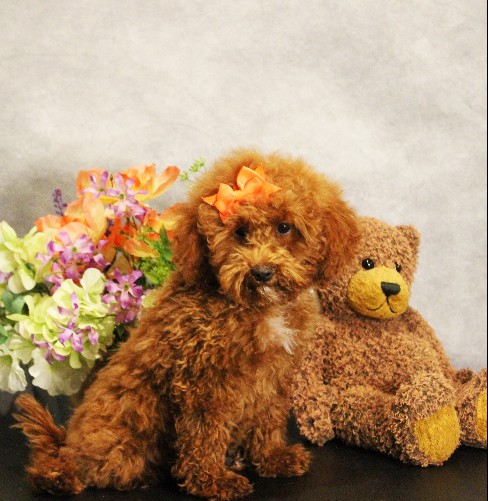 puppy, for, sale, Toy Poodle, Melvin  Fisher, dog, breeder, Coatesville, PA, dog-breeder, puppy-for-sale, forsale, nearby, find, puppyfind, locator, puppylocator, aca