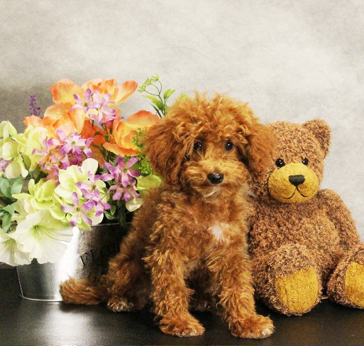 puppy, for, sale, Toy Poodle, Melvin  Fisher, dog, breeder, Coatesville, PA, dog-breeder, puppy-for-sale, forsale, nearby, find, puppyfind, locator, puppylocator, aca