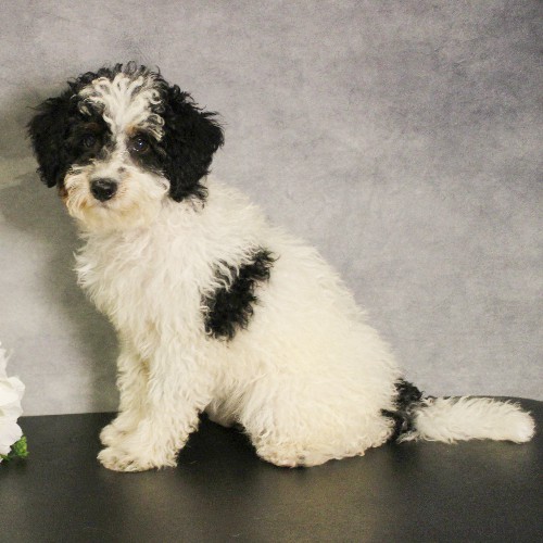 puppy, for, sale, Miniature Bernedoodle, Melvin  Fisher, dog, breeder, Coatesville, PA, dog-breeder, puppy-for-sale, forsale, nearby, find, puppyfind, locator, puppylocator, aca