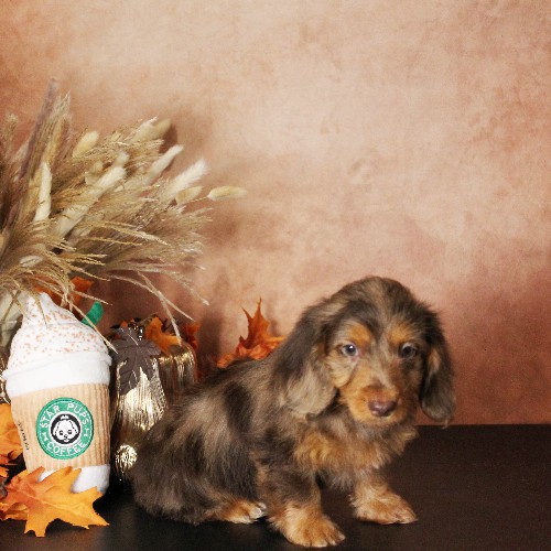 puppy, for, sale, Dachshund, Melvin  King, dog, breeder, Honey Brook, PA, dog-breeder, puppy-for-sale, forsale, nearby, find, puppyfind, locator, puppylocator, aca