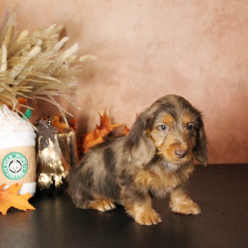 puppy, for, sale, Dachshund, Melvin  King, dog, breeder, Honey Brook, PA, dog-breeder, puppy-for-sale, forsale, nearby, find, puppyfind, locator, puppylocator, aca