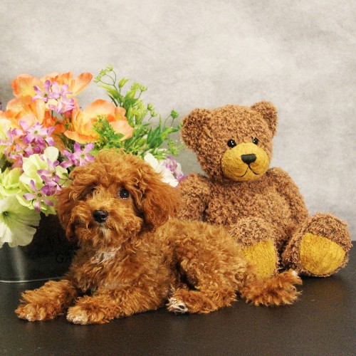 puppy, for, sale, Toy Poodle, Melvin  Fisher, dog, breeder, Coatesville, PA, dog-breeder, puppy-for-sale, forsale, nearby, find, puppyfind, locator, puppylocator, aca