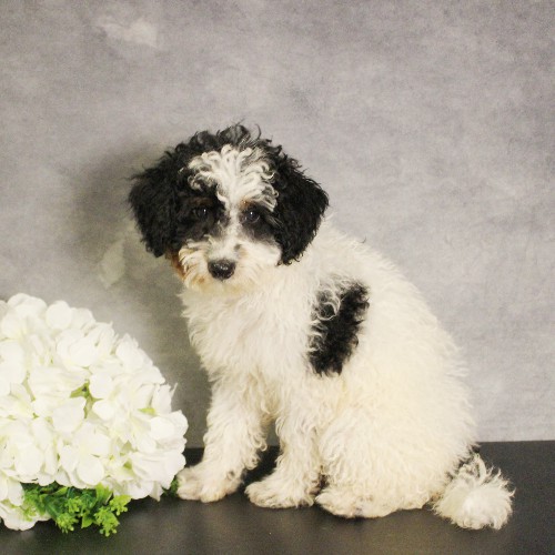 puppy, for, sale, Miniature Bernedoodle, Melvin  Fisher, dog, breeder, Coatesville, PA, dog-breeder, puppy-for-sale, forsale, nearby, find, puppyfind, locator, puppylocator, aca