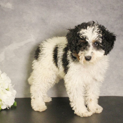 puppy, for, sale, Miniature Bernedoodle, Melvin  Fisher, dog, breeder, Coatesville, PA, dog-breeder, puppy-for-sale, forsale, nearby, find, puppyfind, locator, puppylocator, aca