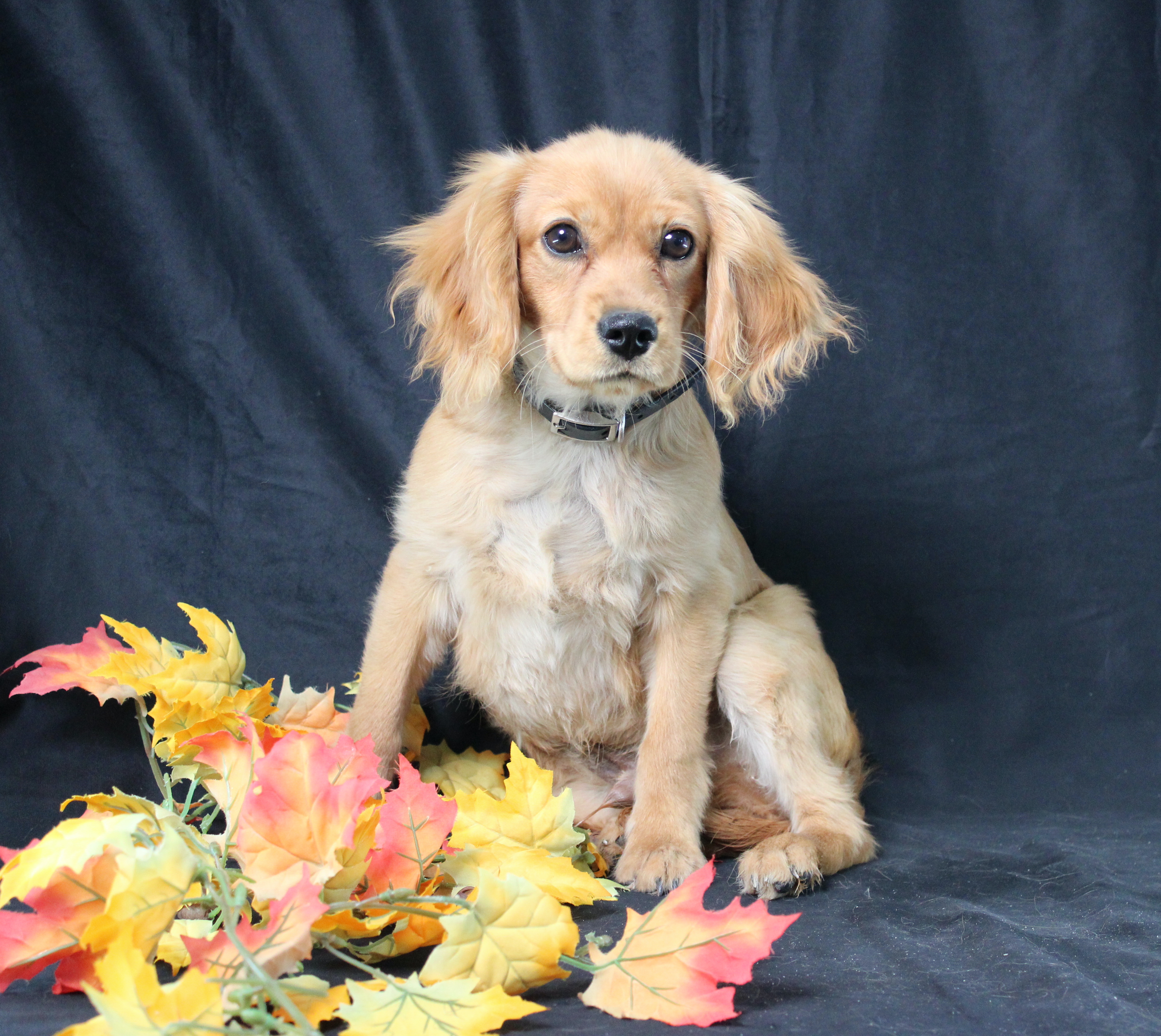 puppy, for, sale, Miniature Golden Retriever, Ivan J. Stoltzfus, dog, breeder, Dornsife, PA, dog-breeder, puppy-for-sale, forsale, nearby, find, puppyfind, locator, puppylocator, aca