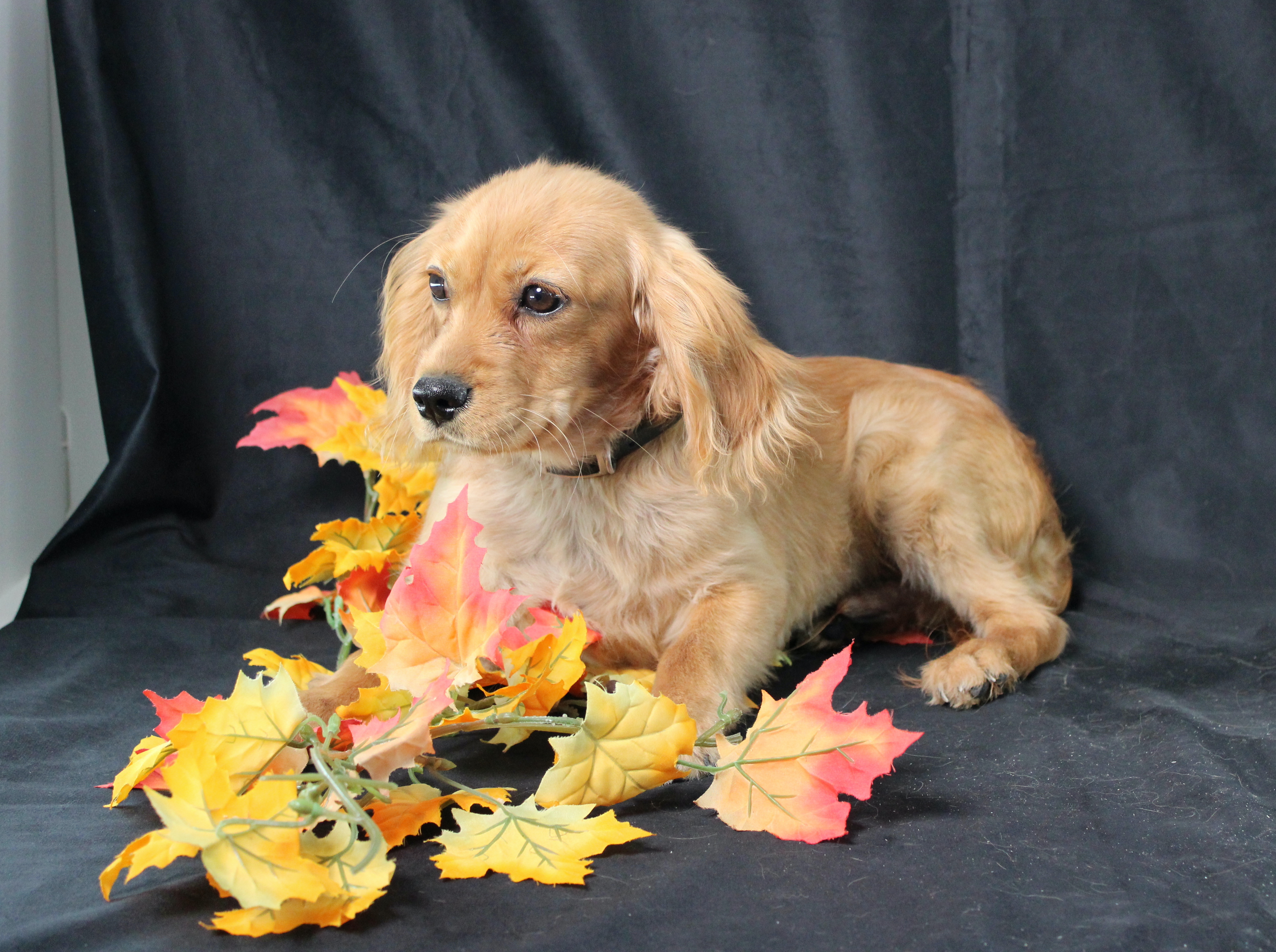 puppy, for, sale, Miniature Golden Retriever, Ivan J. Stoltzfus, dog, breeder, Dornsife, PA, dog-breeder, puppy-for-sale, forsale, nearby, find, puppyfind, locator, puppylocator, aca