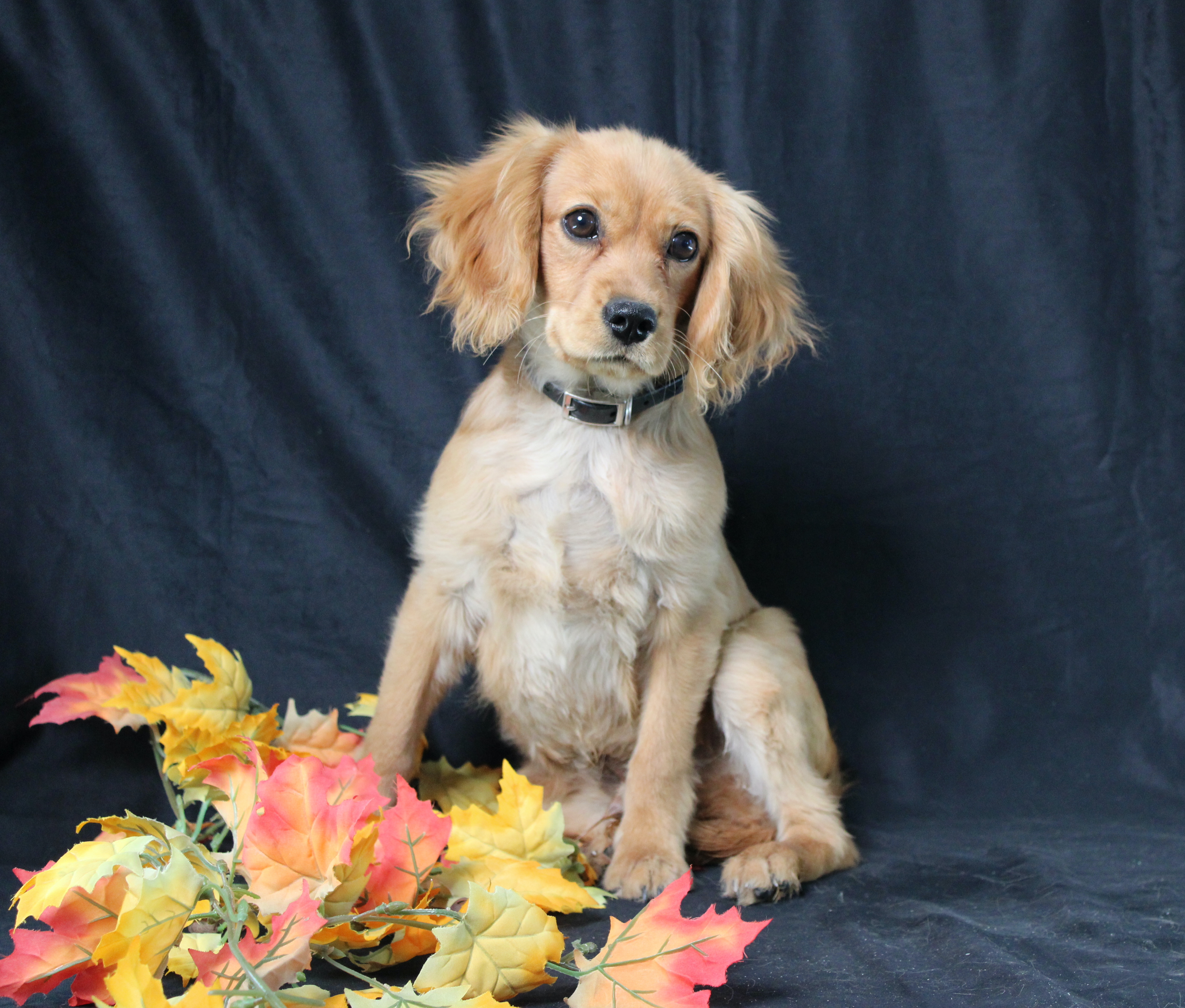 puppy, for, sale, Miniature Golden Retriever, Ivan J. Stoltzfus, dog, breeder, Dornsife, PA, dog-breeder, puppy-for-sale, forsale, nearby, find, puppyfind, locator, puppylocator, aca