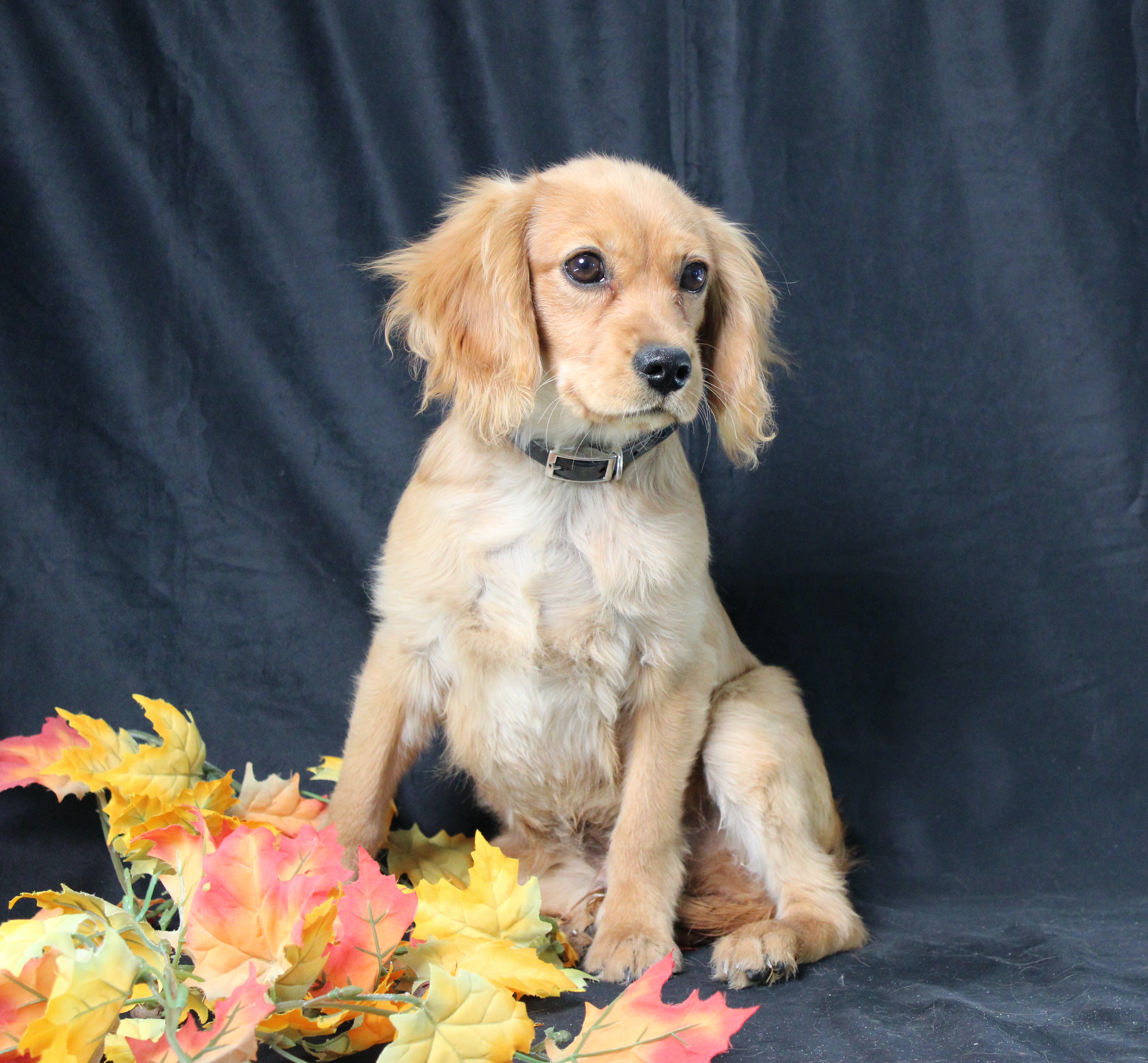 puppy, for, sale, Miniature Golden Retriever, Ivan J. Stoltzfus, dog, breeder, Dornsife, PA, dog-breeder, puppy-for-sale, forsale, nearby, find, puppyfind, locator, puppylocator, aca