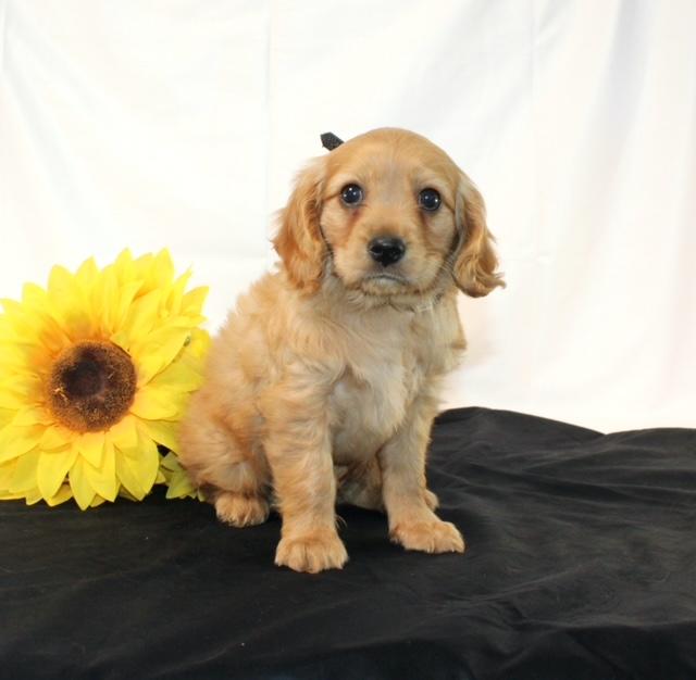 puppy, for, sale, Miniature Golden Retriever, Ivan J. Stoltzfus, dog, breeder, Dornsife, PA, dog-breeder, puppy-for-sale, forsale, nearby, find, puppyfind, locator, puppylocator, aca