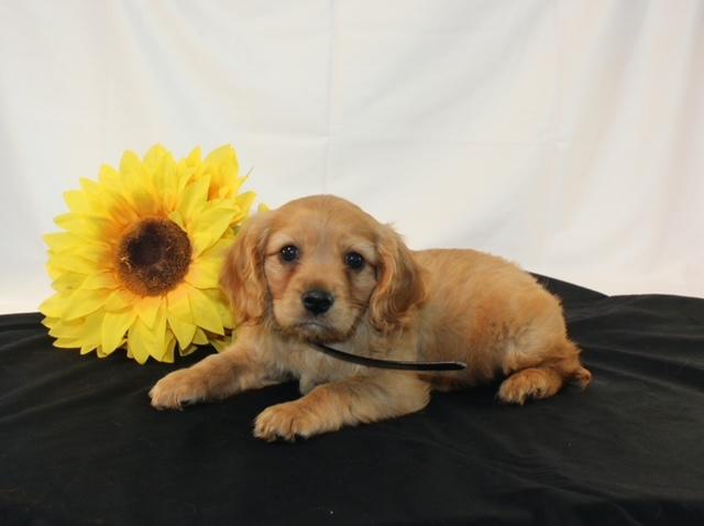 puppy, for, sale, Miniature Golden Retriever, Ivan J. Stoltzfus, dog, breeder, Dornsife, PA, dog-breeder, puppy-for-sale, forsale, nearby, find, puppyfind, locator, puppylocator, aca